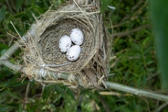 nest200611-1_Oriolus_oriolus_2020_0619_1202