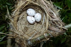nest200611-1_Oriolus_oriolus_2020_0621_1707