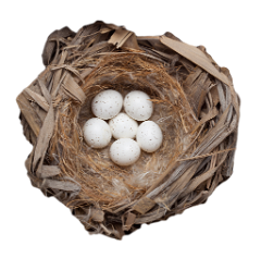 eggs_museum_Panurus_biarmicus201010011612 copy