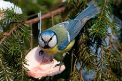 birds_feeding_Parus_caeruleus200902231446