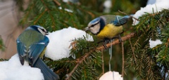 birds_feeding_Parus_caeruleus200902231450