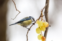 birds_feeding_Parus_caeruleus_2011_0320_1331