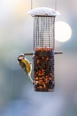 birds_feeding_Parus_caeruleus_2011_1022_1714