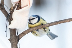 birds_feeding_Parus_caeruleus_2012_1216_1514-2