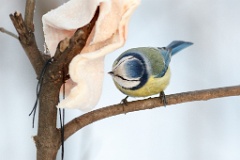 birds_feeding_Parus_caeruleus_2012_1216_1514