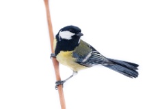 animal_isolated_Parus_major_2015_0104_1429