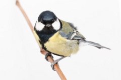 animal_isolated_Parus_major_2015_0107_1256-2