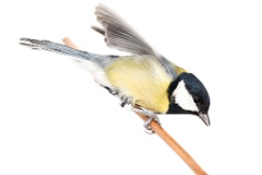 animal_isolated_Parus_major_2015_0107_1258-2