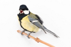 animal_isolated_Parus_major_2015_0107_1300