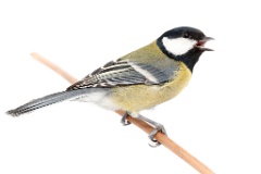 animal_isolated_Parus_major_2015_0107_1301