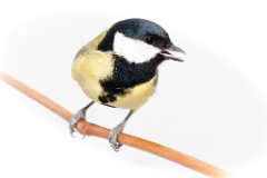 animal_isolated_Parus_major_2015_0107_1306-2