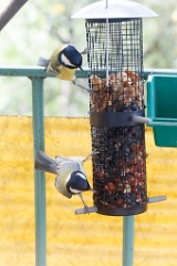 birds_feeding_Parus_major_2010_0919_1526