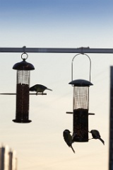 birds_feeding_Parus_major_2011_1022_1725