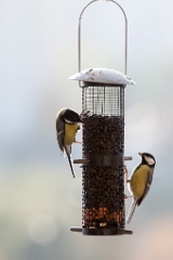 birds_feeding_Parus_major_2011_1030_1546-2