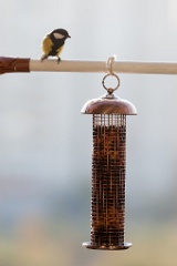 birds_feeding_Parus_major_2011_1030_1546
