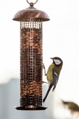 birds_feeding_Parus_major_2011_1030_1558
