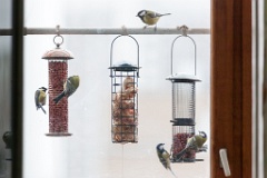birds_feeding_Parus_major_2011_1204_1429
