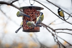 birds_feeding_Parus_major_2012_1106_1155