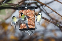 birds_feeding_Parus_major_2012_1106_1620