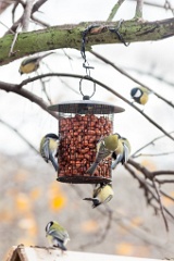 birds_feeding_Parus_major_2012_1107_1052