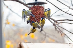 birds_feeding_Parus_major_2012_1107_1056