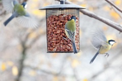 birds_feeding_Parus_major_2012_1107_1238