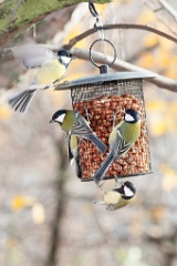 birds_feeding_Parus_major_2012_1107_1240