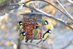 birds_feeding_Parus_major_2012_1107_1245-2