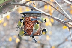 birds_feeding_Parus_major_2012_1107_1245