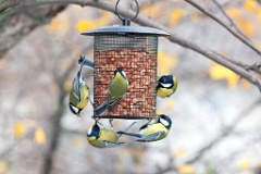 birds_feeding_Parus_major_2012_1107_1436-2