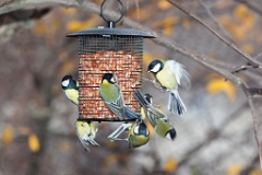 birds_feeding_Parus_major_2012_1107_1439