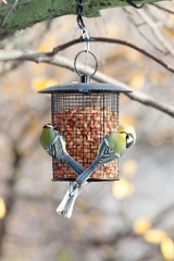 birds_feeding_Parus_major_2012_1107_1443-2
