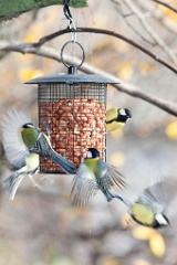 birds_feeding_Parus_major_2012_1107_1443