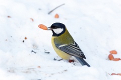 birds_feeding_Parus_major_2012_1216_1505-2