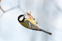 birds_feeding_Parus_major_2012_1216_1507