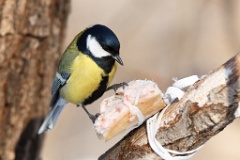 birds_feeding_Parus_major_2014_0126_1453