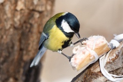 birds_feeding_Parus_major_2014_0126_1454