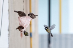 birds_feeding_Parus_major_2014_0202_1057