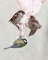 birds_feeding_Parus_major_2014_0202_1115-4