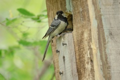 nestbox_Parus_minor_2024_0531_0837