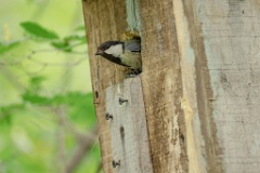 nestbox_Parus_minor_2024_0531_0839