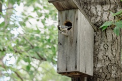 nestbox_Parus_minor_2024_0612_1750