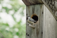 nestbox_Parus_minor_2024_0612_1751
