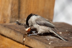 birds_feeding_Parus_montanus201003261415-1