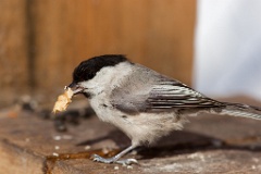 birds_feeding_Parus_montanus201003261420-1