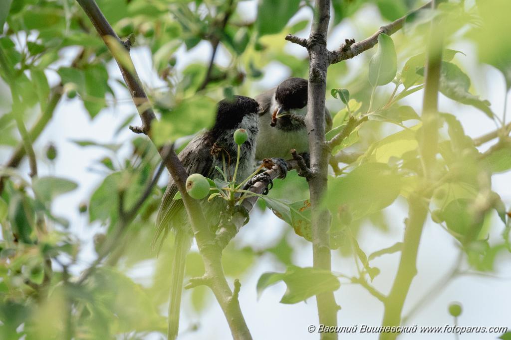 Parus_palustris_2024_0613_1109-2.jpg - Дальний Восток, Приамурье. Еврейская автономная область, Смидовичский район. село имени Тельмана и окрестности. 13 июня 2024 г.