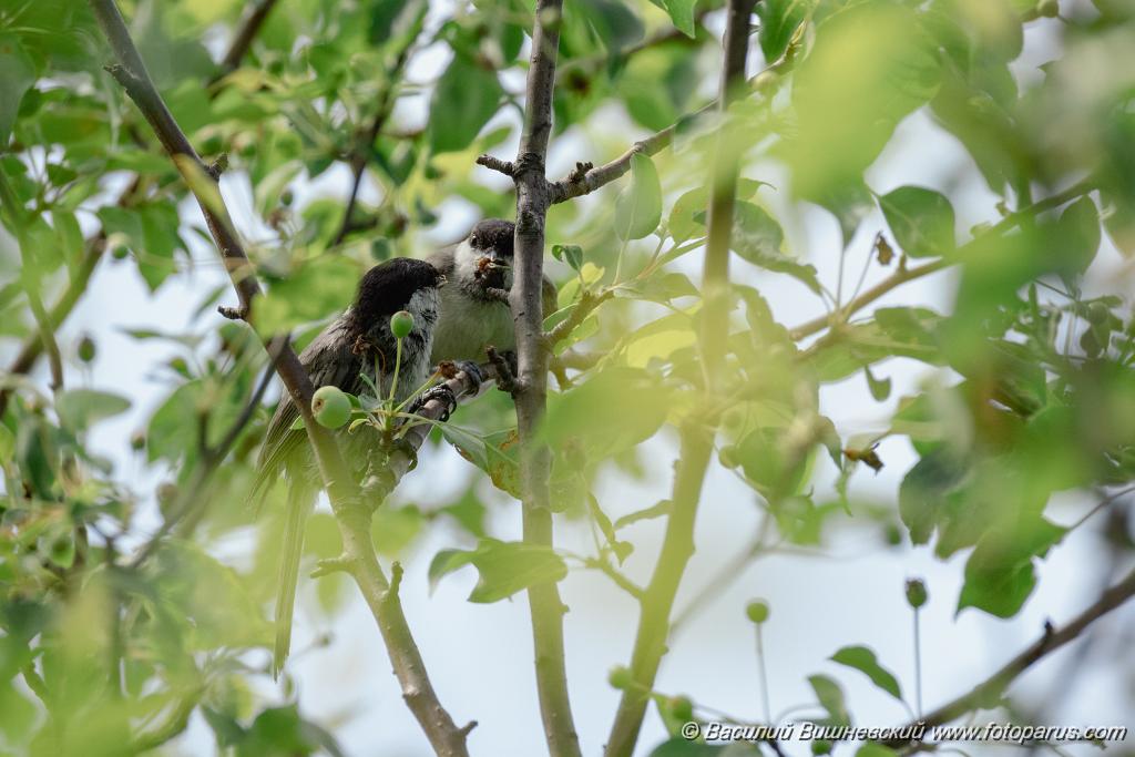Parus_palustris_2024_0613_1109.jpg - Дальний Восток, Приамурье. Еврейская автономная область, Смидовичский район. село имени Тельмана и окрестности. 13 июня 2024 г.
