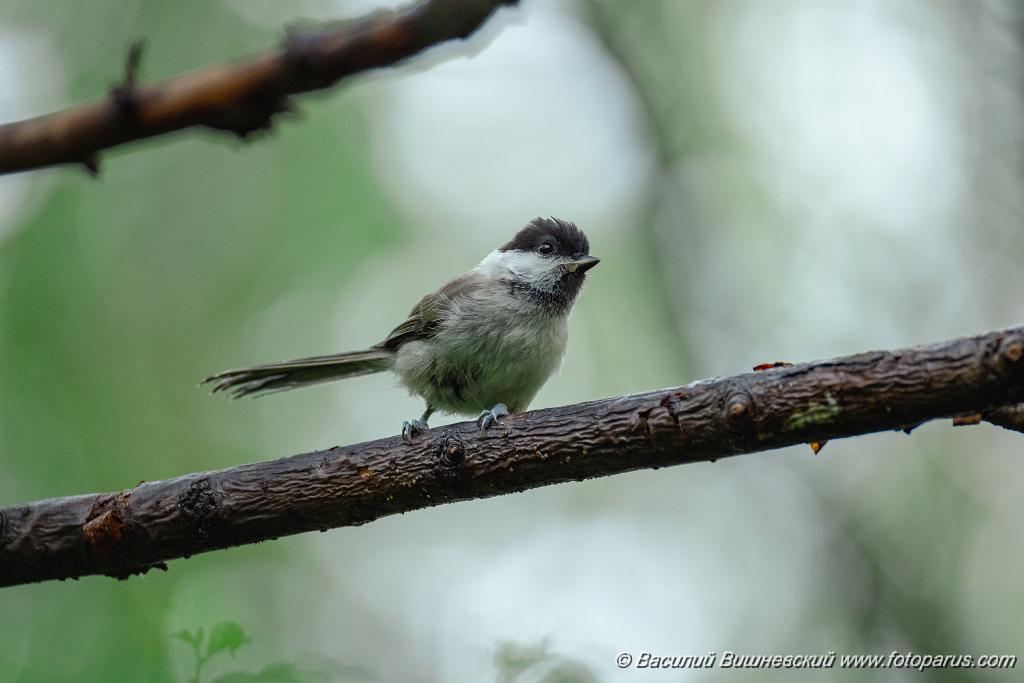 Parus_palustris_2024_0615_1323-10.jpg - Хабаровск, парк Динамо. 15 июня 2024 г.