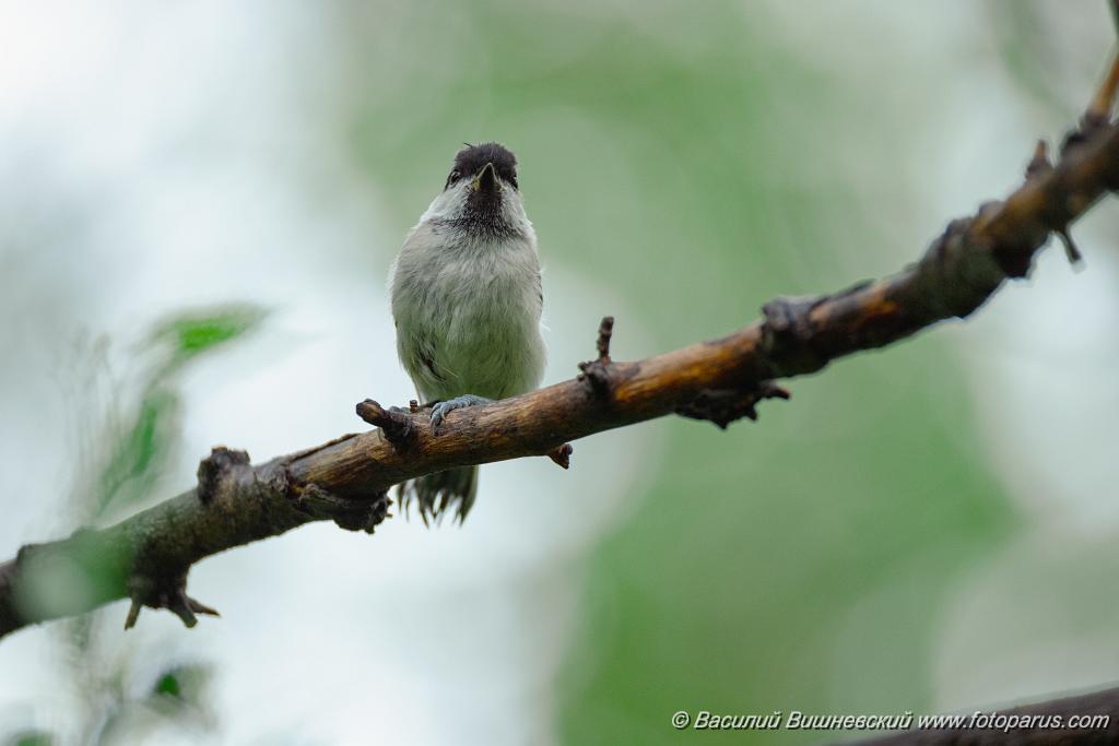 Parus_palustris_2024_0615_1323-11.jpg - Хабаровск, парк Динамо. 15 июня 2024 г.