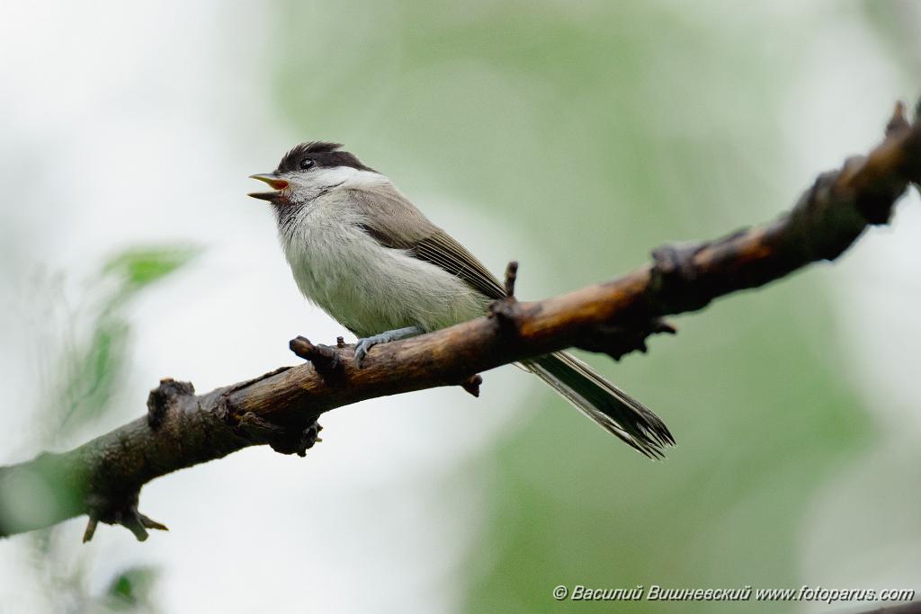 Parus_palustris_2024_0615_1323-12.jpg - Хабаровск, парк Динамо. 15 июня 2024 г.